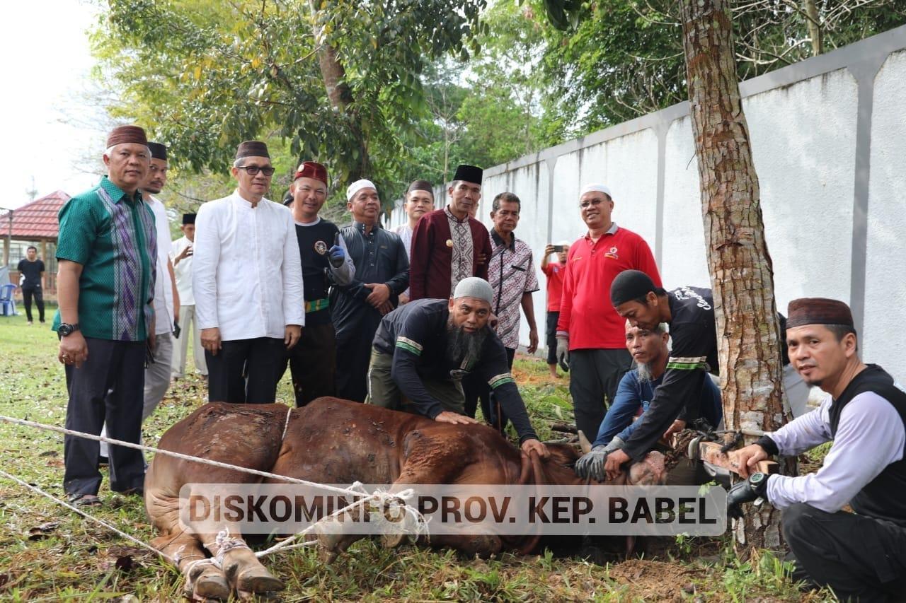 Kadis Disperindag Dampingi Pj Gubernur Babel, Saksikan Pemotong Sapi Kurban. 