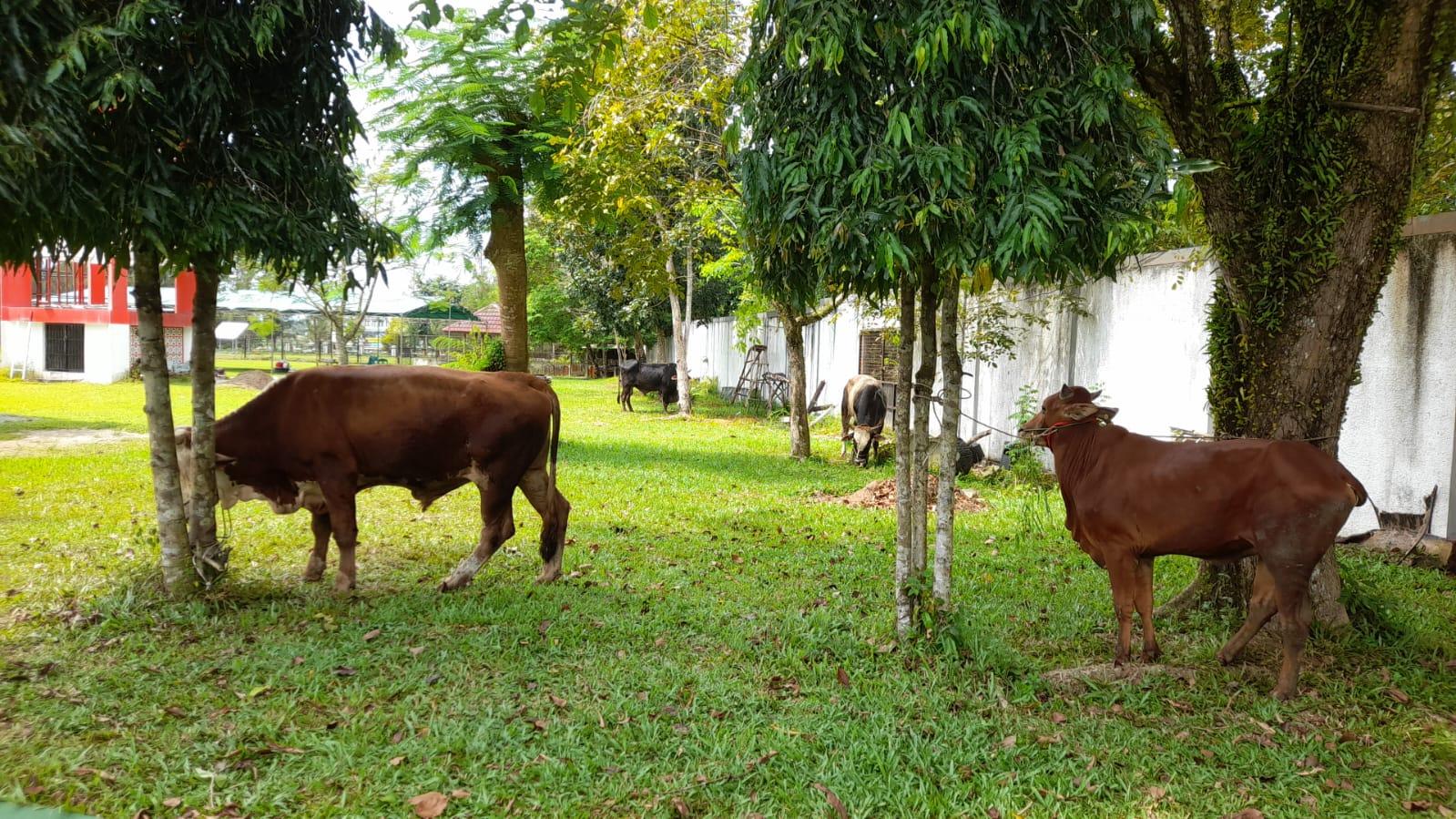 Disperindag Provinsi Babel Berpartisipasi Satu Hewan Kurban Di Hari Raya Idul Adha