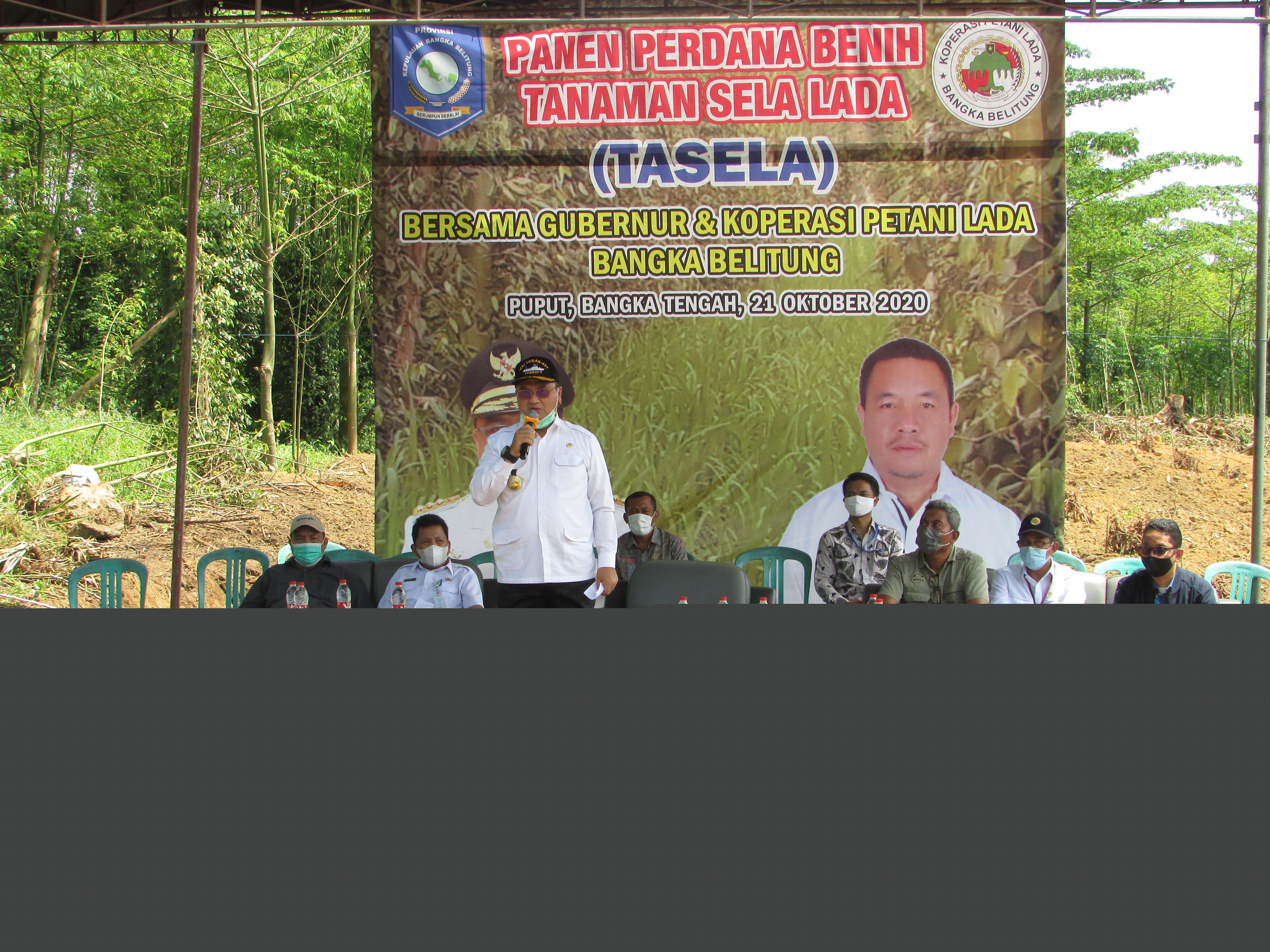 Gubernur Babel Panen Perdana Benih TASELA