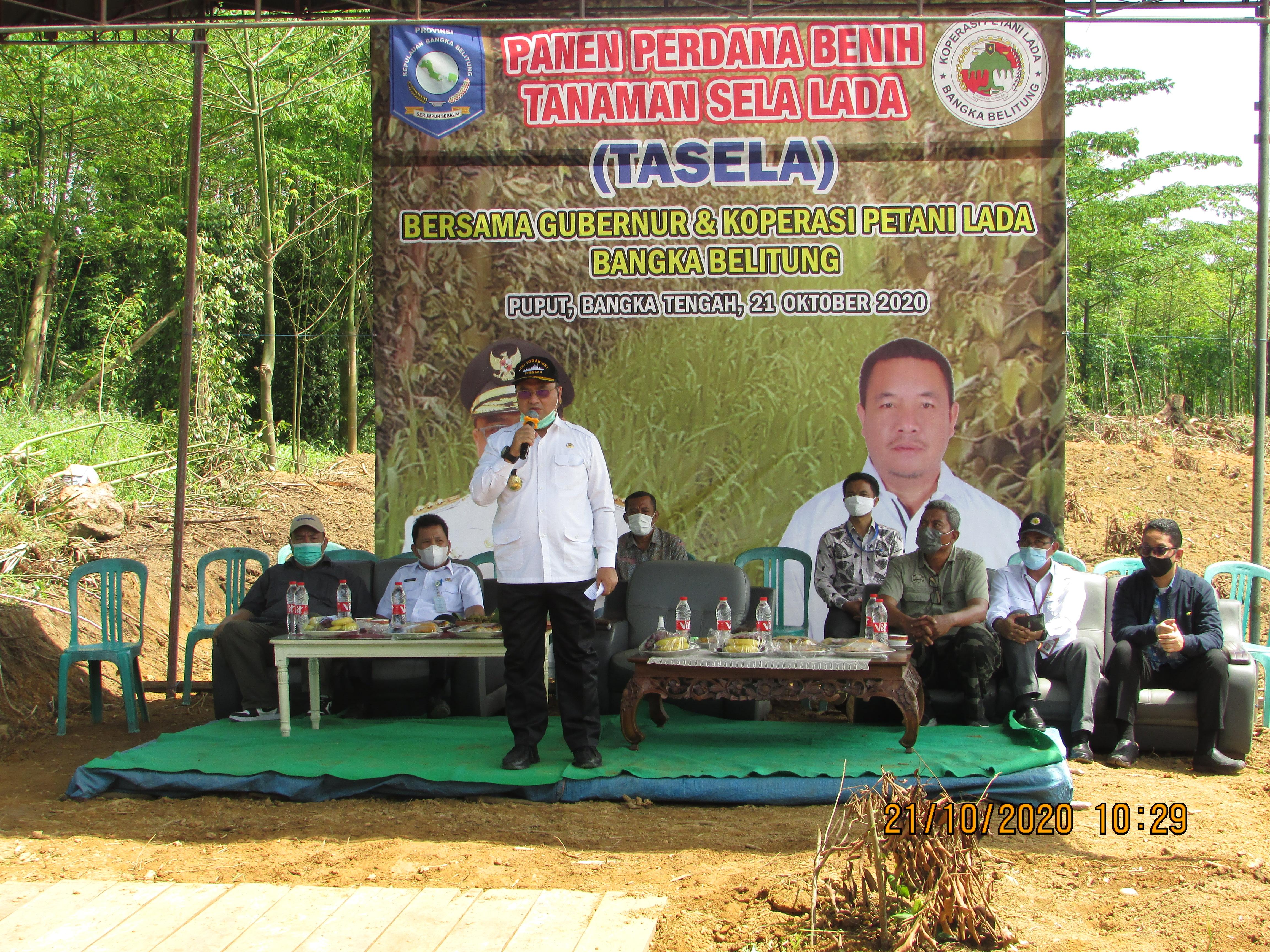 Makmurkan Petani Lada, Pemprov Babel Ajak Petani Tanam Bibit TASELA.